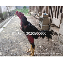 比赛种鸡  打鸡 纯种的越南斗鸡 泰国斗鸡