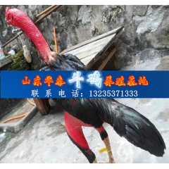 越南斗鸡专业训练养殖场 训练打斗性斗鸡