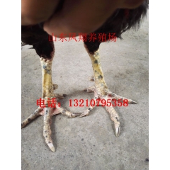 出售批发纯种越南鬼子斗鸡 斗鸡好养吗  打架厉害的斗鸡
