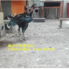 养殖场直供大量高质量纯种越南鬼子斗鸡!嫩鬼母3斤/只