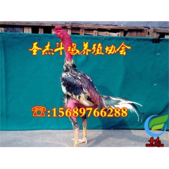 供应泰国斗鸡 优质斗鸡苗批发 越南斗鸡 斗鸡价格