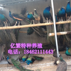 哪里有卖萌宠神兽羊驼价格 越南斗鸡 双峰骆驼训练听话的多少钱