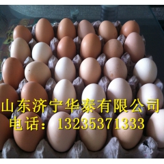 斗鸡养殖场 优质斗鸡 品质保证 越南鬼子养殖场
