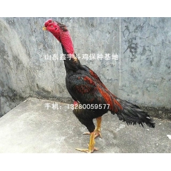 出售优质斗鸡 肉用斗鸡 打斗斗鸡 斗鸡苗 纯种斗鸡