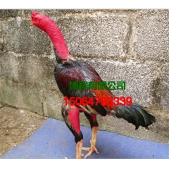 斗鸡蛋多少钱一个、越南斗鸡品质保证、出售优质斗鸡