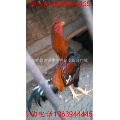 供应打出国门的中原斗鸡 中原斗鸡哪里有卖的