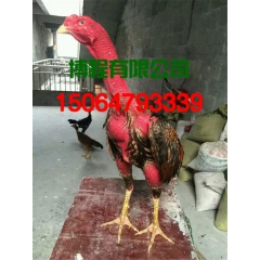 出售斗鸡 优惠价格 今日特价越南斗鸡
