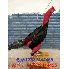 供应越南斗鸡 纯种越南斗鸡供应 越南斗鸡厂家