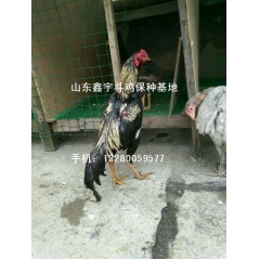 斗鸡种鸡的训练 纯种越南斗鸡 鬼子鸡