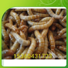 斗鸡 养殖必备活体昆虫饵料高蛋白增加动物野性