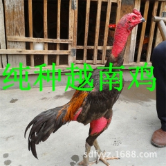 直销纯种越南斗鸡 越南斗鸡鸡苗 越南血统斗鸡