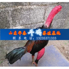 泰国斗鸡 泰国斗鸡图片斗鸡多少钱