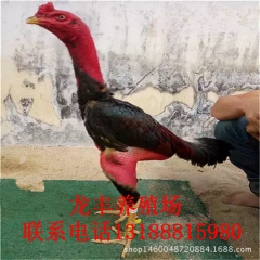 斗鸡苗养殖场   斗鸡蛋价格    越南斗鸡