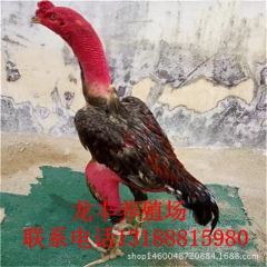 斗鸡苗纯种越南斗鸡  泰国斗斗鸡  斗鸡蛋价格多少钱