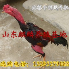 纯种越南鬼子斗鸡 比赛斗鸡 大赛斗鸡 高质量越南斗鸡