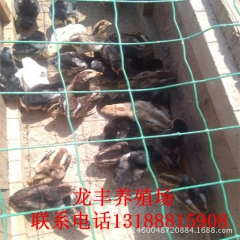 出售种苗斗鸡  越南斗鸡什么价格   ���么地方有淘汰斗鸡