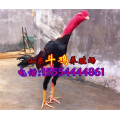 森泰斗鸡养殖基地常年出售越南斗鸡 鬼子鸡