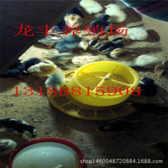 斗鸡养殖场  出售纯种越南斗鸡 泰国斗鸡苗  中原斗鸡苗