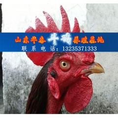 出售越南斗鸡多少钱一只、哪里有卖越南斗鸡