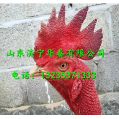 今日出售越南斗鸡、斗鸡价格、鬼子斗鸡多少钱