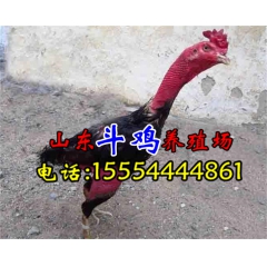 供应斗鸡，好斗的鸡，吐鲁番斗鸡，新疆凶猛好斗斗鸡种蛋