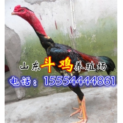 常年供应打斗型斗鸡 纯种鲁西斗鸡养殖场