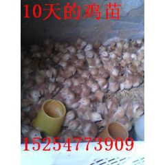 主营红玉鸡苗， 笨鸡苗 麻鸡 斗鸡