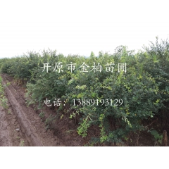 供应优质大量 金雀锦鸡  金雀锦鸡扦插苗 金雀锦鸡工程苗 报...