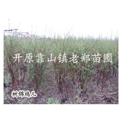圃地直销：【树锦鸡儿】红花锦鸡 柠条灌木 绿化树苗 价格行情