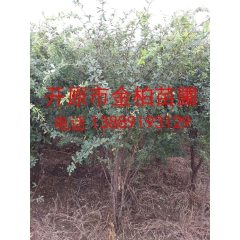 供应 金雀锦鸡 金雀锦鸡价格 开原金雀锦鸡 金雀锦鸡苗 价格...