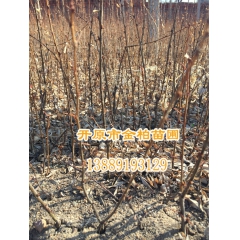 基地直供 金雀锦鸡儿 树锦鸡 辽宁金雀价格 开原金雀锦鸡小苗...