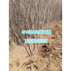 批发 金雀锦鸡 金雀锦鸡树 树金雀小苗 辽宁金雀锦鸡价格 新...