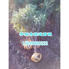 热销！金雀锦鸡 树锦鸡儿 辽宁金雀价格 开原金雀锦鸡儿树苗 ...