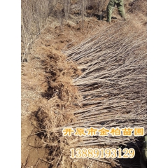 苗圃直销—金雀锦鸡 锦鸡儿花 东北金雀锦鸡价格 锦鸡儿树苗价...