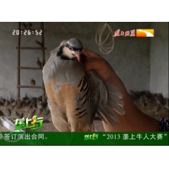 批发 采购 鹧鸪 鹧鸪苗 鹧鸪种苗 石鸡 鸽子 珍珠野鸡 全...