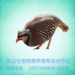 鹧鸪白条 商品鹧鸪 石鸡苗 全年批发出售