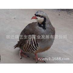 鹧鸪养殖 美国鹧鸪 大种鹧鸪种苗 石鸡苗 公司直销鹧鸪蛋苗
