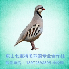 鹧鸪苗鹧鸪蛋鹧鸪活体鹧鸪鸟鹧鸪笼鹧鸪批发鹧鸪出售鹧鸪