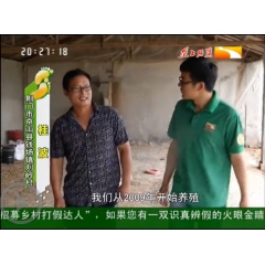 2016 京山七宝特禽养殖 供应鹧鸪商品 鹧鸪幼苗 种用鹧鸪