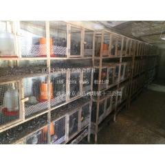 脱温鹧鸪苗 六两重商品鹧鸪 常年批发供应