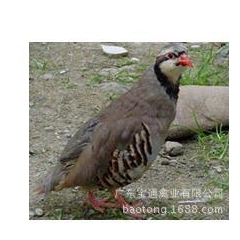 批发质量最好的商品鹧鸪、纯鹧鸪种苗 广东珍禽批发商