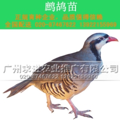 鹧鸪苗，鹧鸪种苗批发，呱呱鸡/美国鹧鸪，正规厂家，质量保障