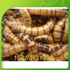 红腹锦鸡 养殖必备活体昆虫 提高成活率减少疾病