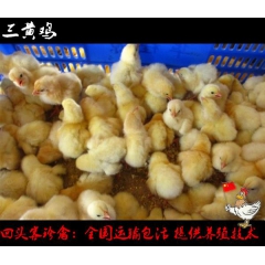 新会土鸡苗-恩平土二鸡苗-台山优质三黄鸡苗低价出售