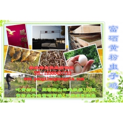 三黄鸡 纯正生态虫子鸡 用虫子养足180天 滋补良品