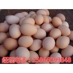 绿壳种蛋 三黄鸡 种蛋 红玉公鸡 鸡苗种蛋 哪里有卖受精种蛋...