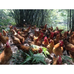 龙胜凤鸡、三黄鸡、广西贺州特产、营养丰富土鸡、选择枫林虫草鸡