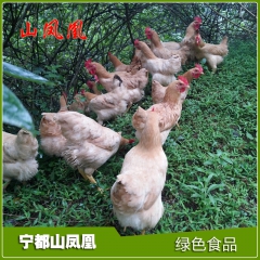 大量生产 优质特种三黄鸡 山凤凰宁都黄鸡 （150日龄）