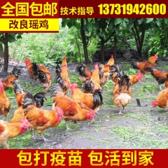 安徽省 小鸡苗批发 鸡苗三黄鸡 中鸡苗 瑶鸡改良品种