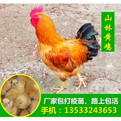 正宗土鸡苗--黄土鸡 三黄鸡 公母分开 细脚鸡 包打马立克